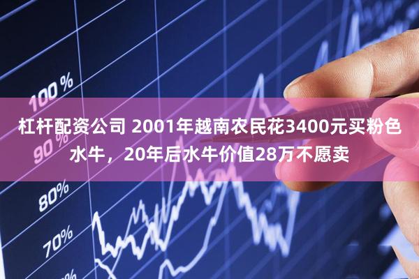 杠杆配资公司 2001年越南农民花3400元买粉色水牛，20年后水牛价值28万不愿卖
